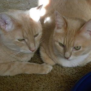 Meet your Posher, Penny